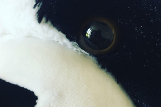 Le Panda qui te regarde.